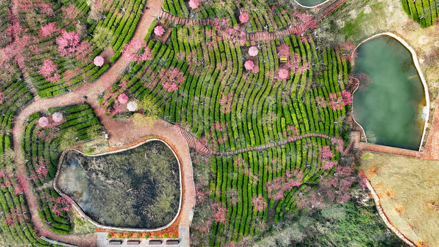 湖南  郴州  苏仙区  高椅岭  樱花茶园  早樱  春色 立春   黄建华  