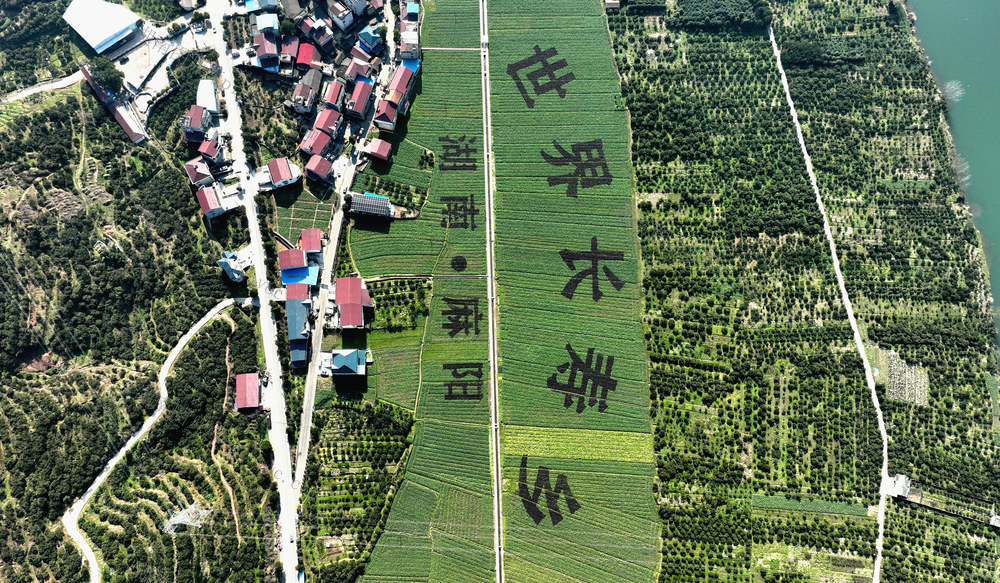 麻阳   油菜花海