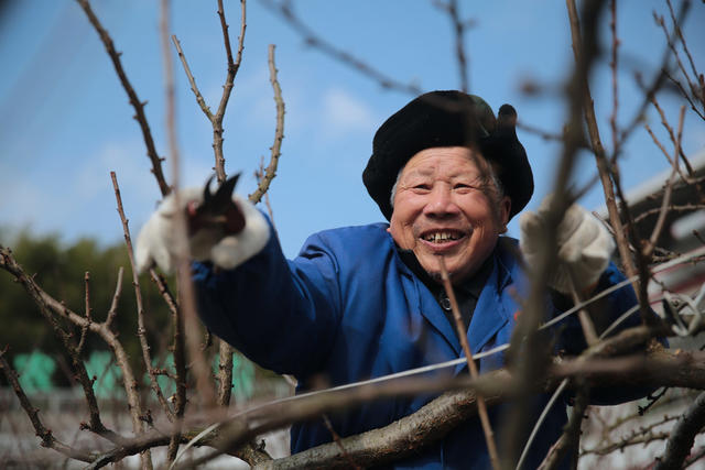湖南桂东： 剪枝 黄金奈李基地 果农 人勤春早