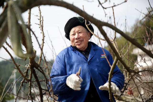 湖南桂东： 剪枝 黄金奈李基地 果农 人勤春早