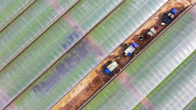 秧苗  起苗  人勤  春早