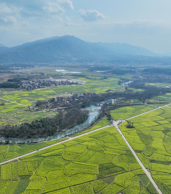 油菜花开
道县
春节假期
春意浓