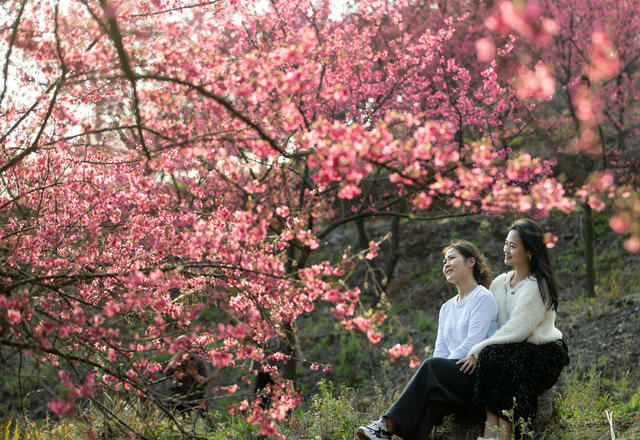 樱花 春节