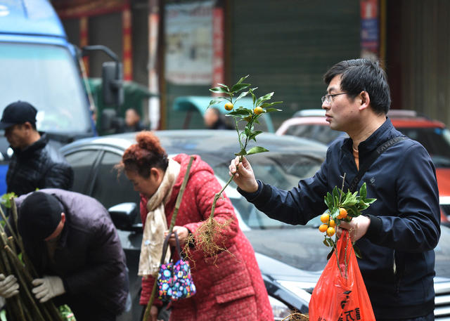 嘉禾：苗木市场购销旺