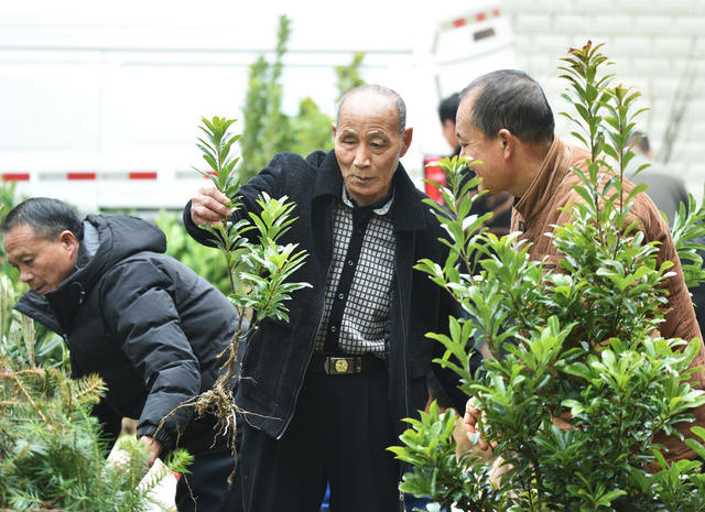 嘉禾：苗木市场购销旺