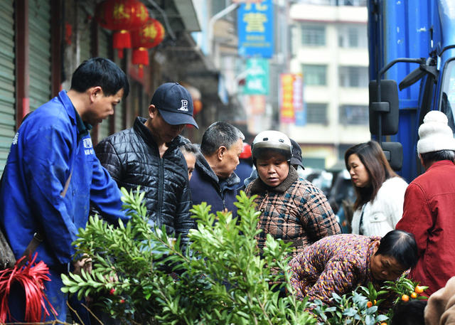 嘉禾：苗木市场购销旺