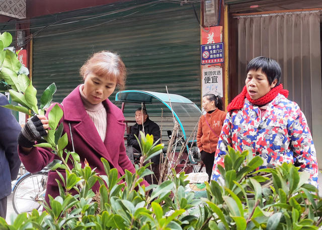 嘉禾：苗木市场购销旺