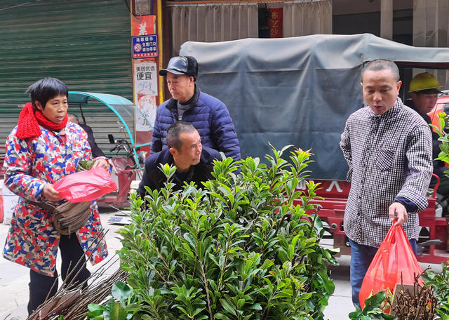 嘉禾：苗木市场购销旺