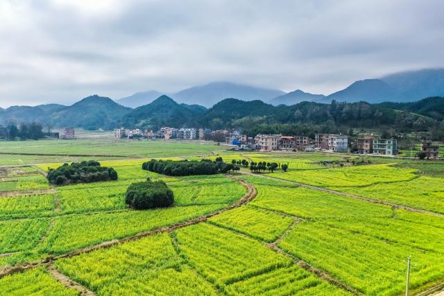 油菜花 春天 春色 美丽乡村 风景