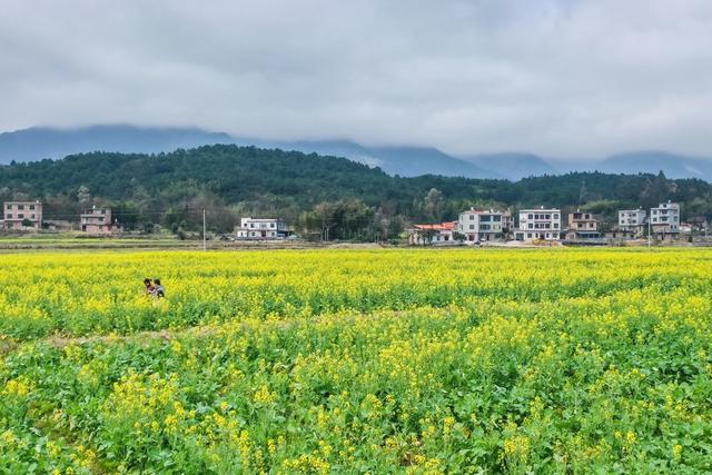 油菜花 春天 春色 美丽乡村 风景