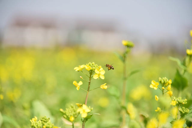 田园  春意  菜花  蜜蜂  菜花蜜