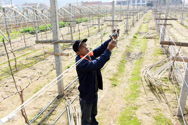 二十四节气 雨水  农事  葡萄生产 
 阳光玫瑰  葡萄架  修整更新。