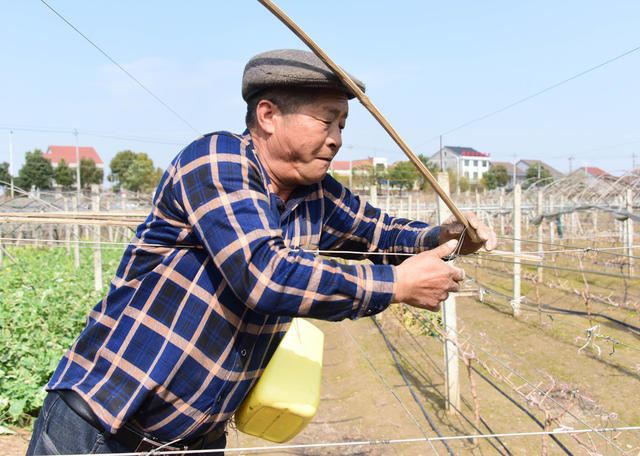 二十四节气 雨水  农事  葡萄生产 
 阳光玫瑰  葡萄架  修整更新。