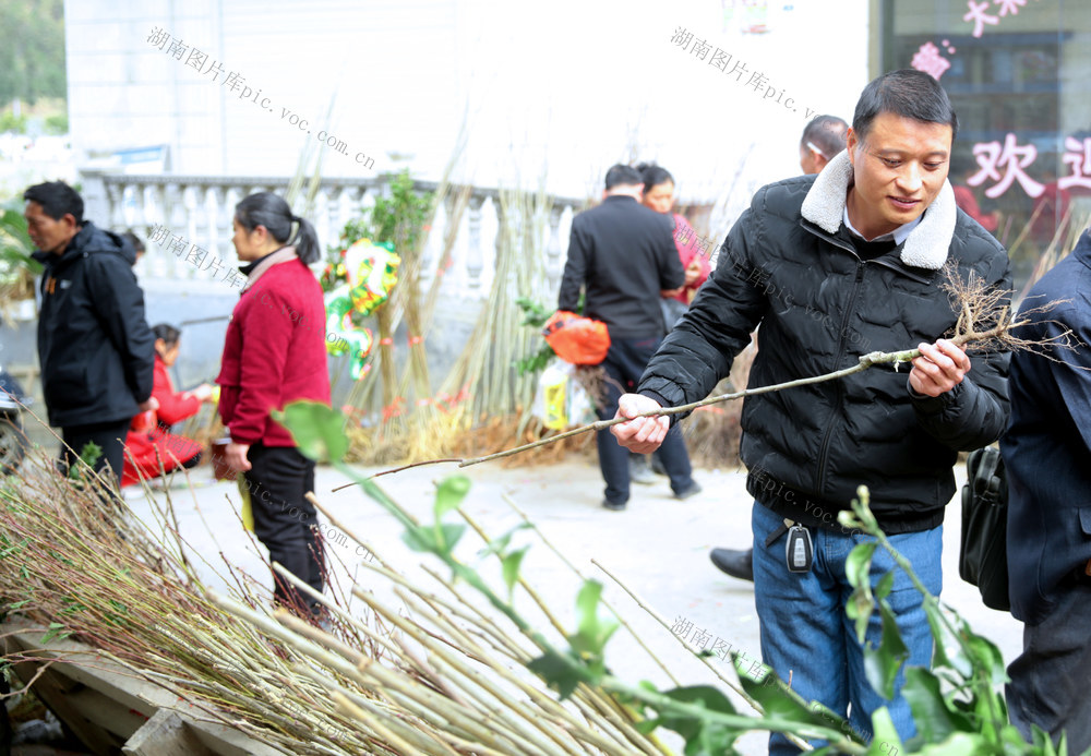 湖南桂东 家 种树 苗木 市场 村民
