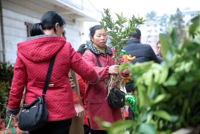 湖南桂东 家 种树 苗木 市场 村民