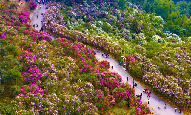 山茶花