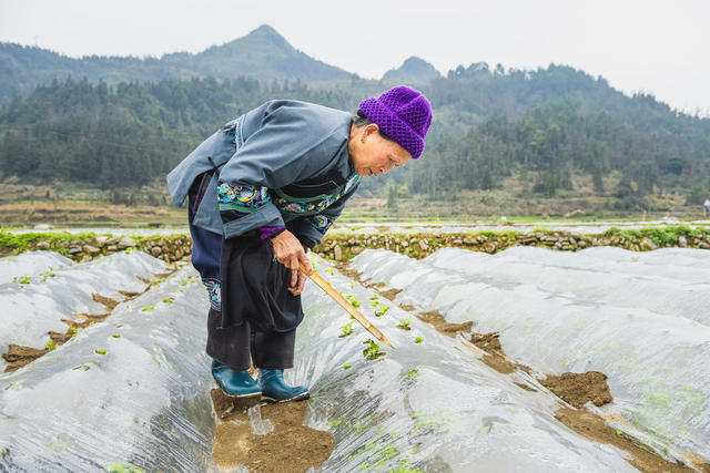 年后赶季节  培育土豆   助增收
