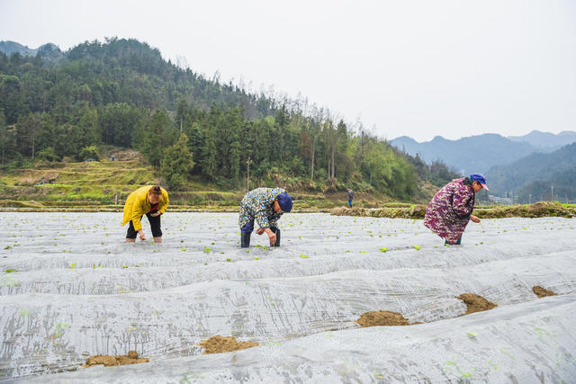 年后赶季节  培育土豆   助增收