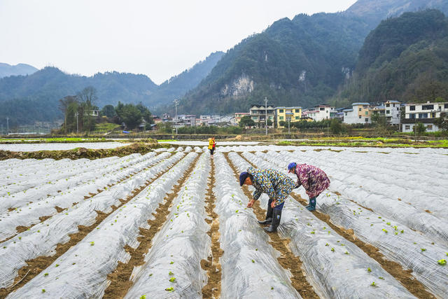 年后赶季节  培育土豆   助增收