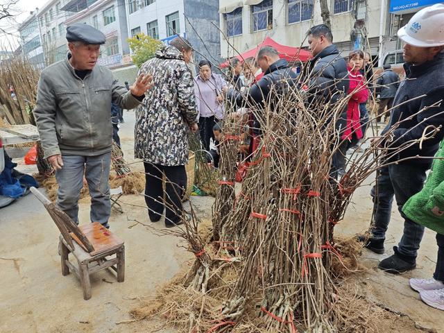 凤凰  廖家桥镇  圩场  农民 选购树苗  茶花 黄 柏 油茶 黄桃 板栗 猕猴桃  苗木  上市销售  倍受青睐   购买  