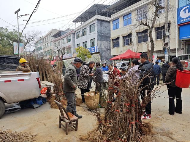凤凰  廖家桥镇  圩场  农民 选购树苗  茶花 黄 柏 油茶 黄桃 板栗 猕猴桃  苗木  上市销售  倍受青睐   购买  