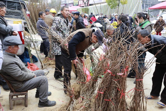 凤凰  廖家桥镇  圩场  农民 选购树苗  茶花 黄 柏 油茶 黄桃 板栗 猕猴桃  苗木  上市销售  倍受青睐   购买  