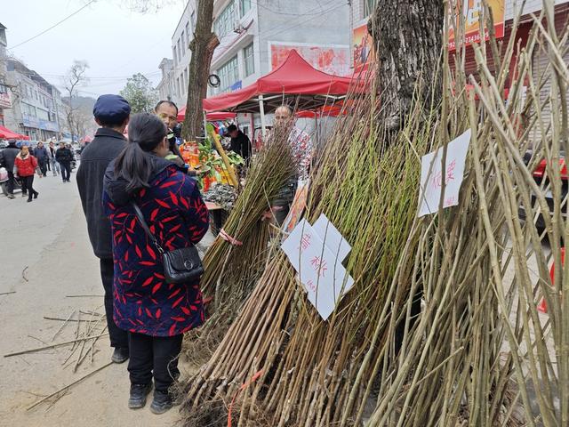 凤凰  廖家桥镇  圩场  农民 选购树苗  茶花 黄 柏 油茶 黄桃 板栗 猕猴桃  苗木  上市销售  倍受青睐   购买  