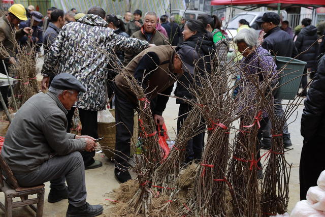 凤凰  廖家桥镇  圩场  农民 选购树苗  茶花 黄 柏 油茶 黄桃 板栗 猕猴桃  苗木  上市销售  倍受青睐   购买  