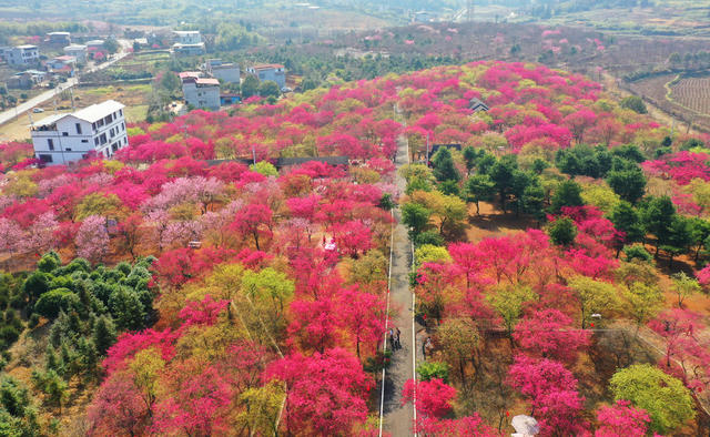 桂阳：绚丽樱花引游人