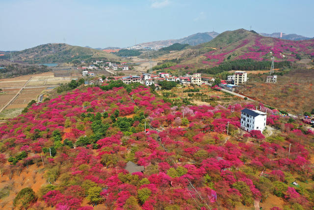 桂阳：绚丽樱花引游人