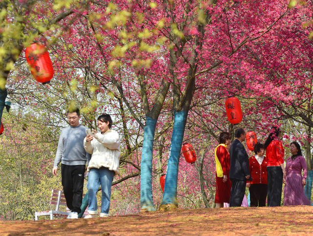 桂阳：绚丽樱花引游人