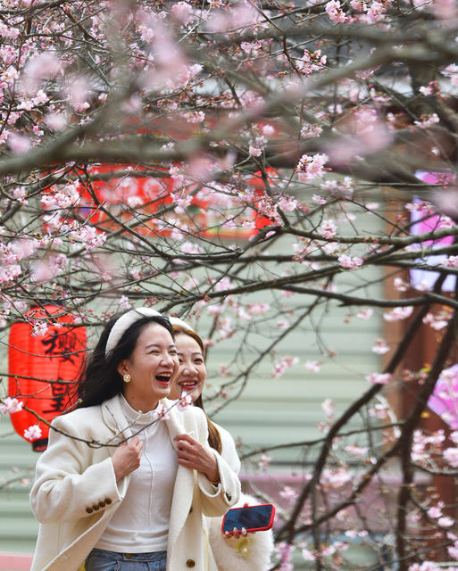 桂阳：绚丽樱花引游人