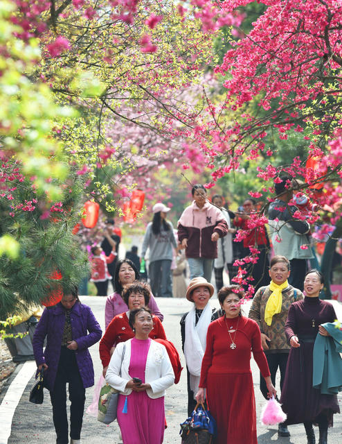 桂阳：绚丽樱花引游人
