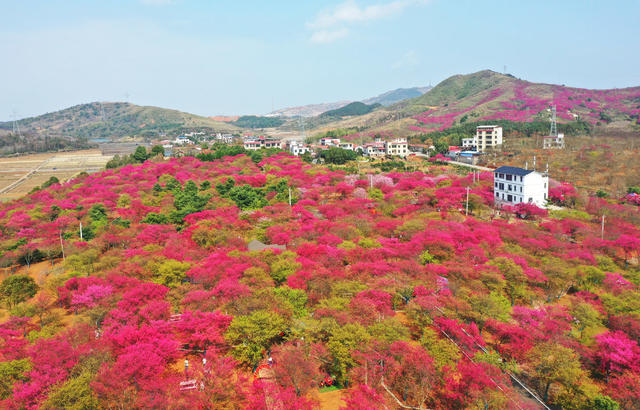 桂阳：绚丽樱花引游人