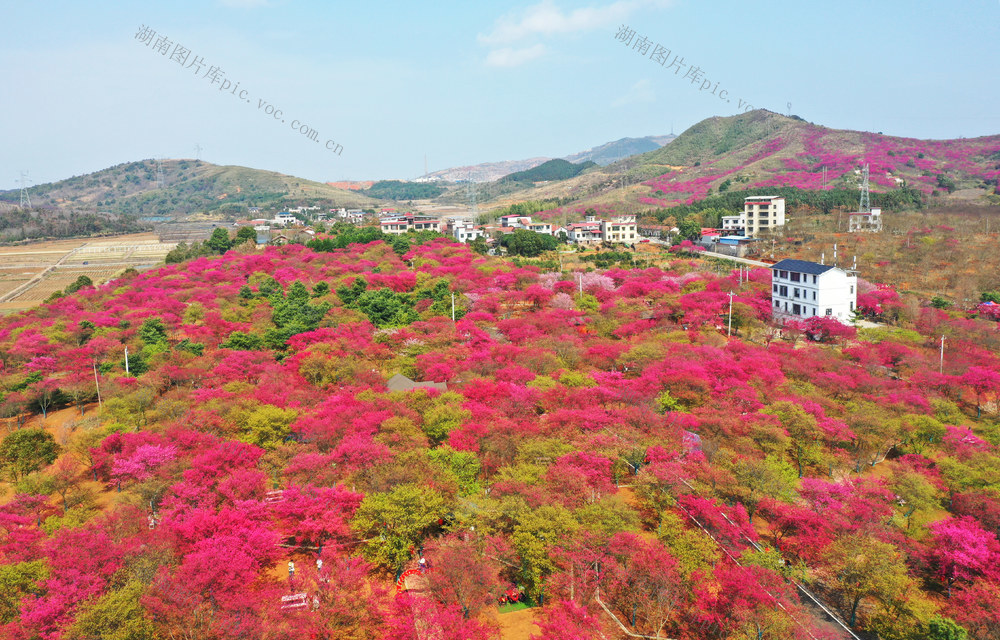 桂阳：绚丽樱花引游人