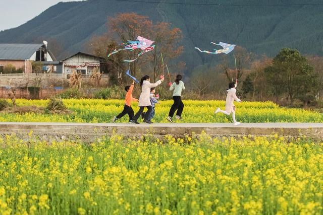 油菜花 春天 春色 美丽乡村 风景 春光