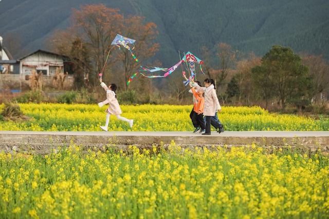 油菜花 春天 春色 美丽乡村 风景 春光