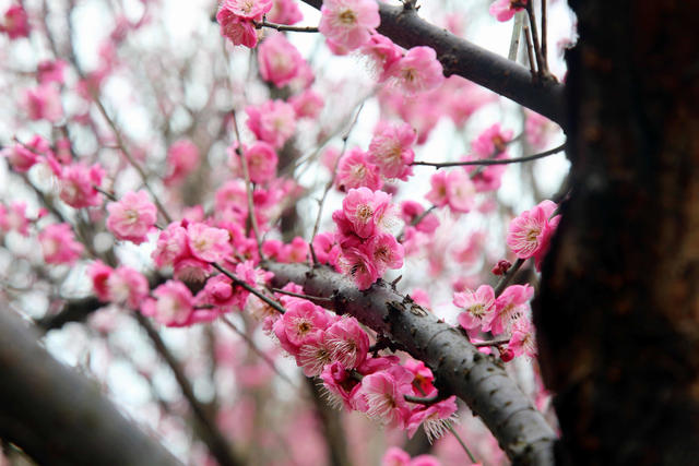 梅花盛开