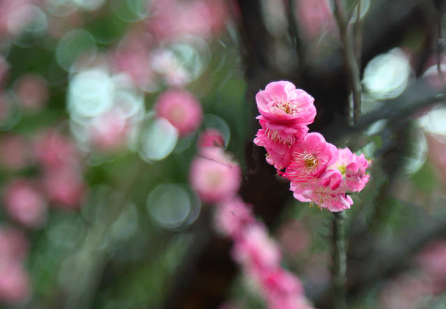 梅花盛开
