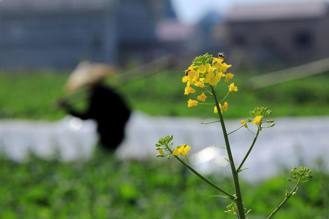 人勤春早  春耕生产  培育甘蔗种苗