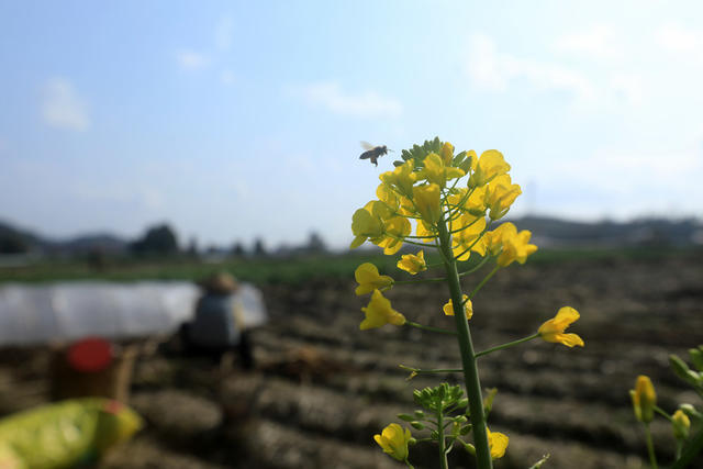 人勤春早  春耕生产  培育甘蔗种苗