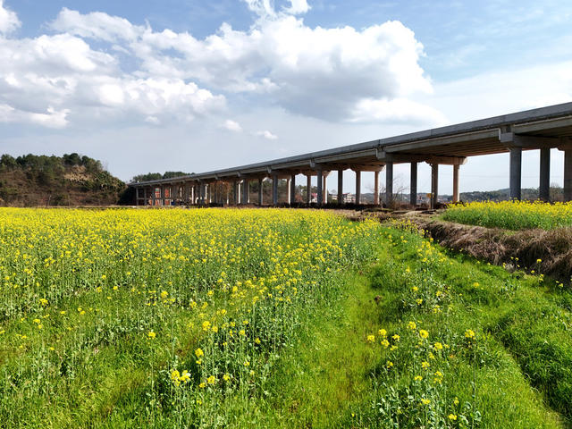初春  时节  天气  公路  立交桥  高速  油菜  农田  交通  田园