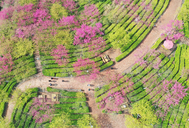 茶园 樱花 春色