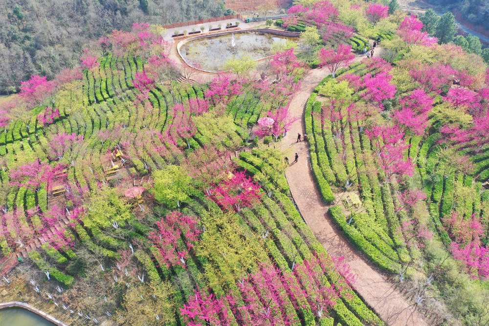 茶园 樱花 春色