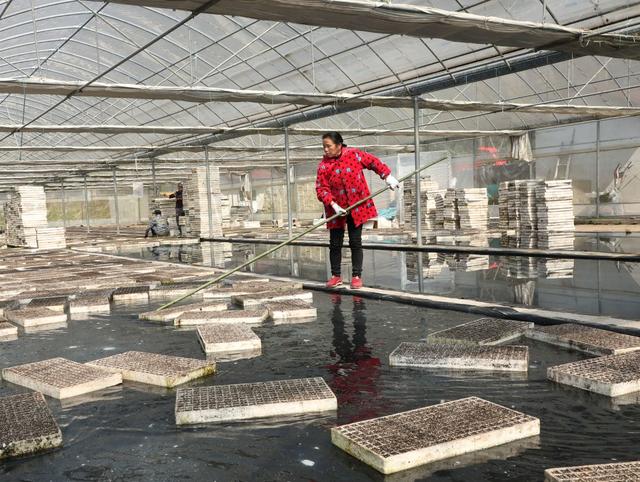  人勤春来早   大棚育苗忙