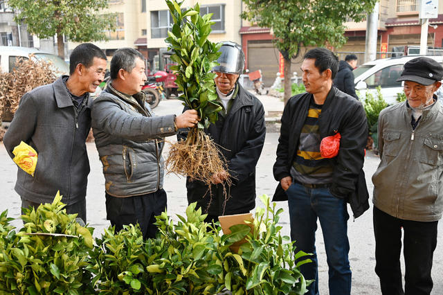 麻阳，柑橘，柑橘