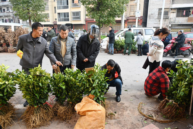 麻阳，柑橘，柑橘