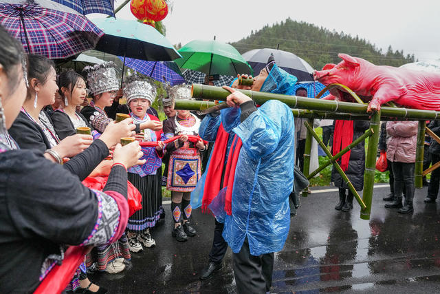 春节  侗族 民俗  闹春牛  打糍粑  吃会