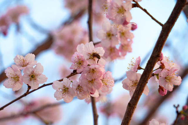 春日风景 樱花盛开 蜜蜂采蜜