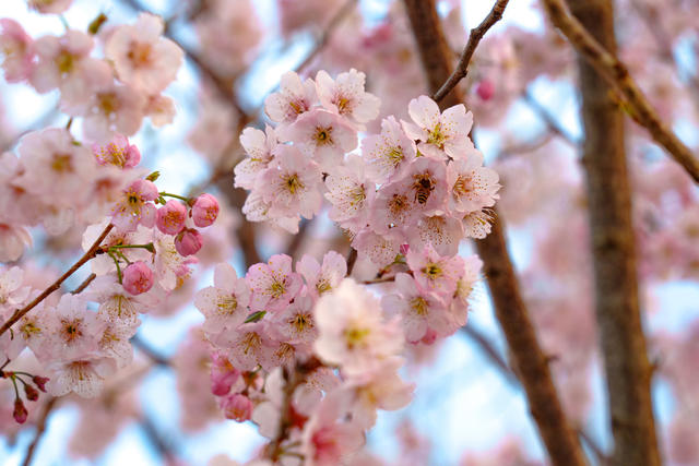 春日风景 樱花盛开 蜜蜂采蜜